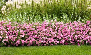 ideas-for-annual-flowers-in-planters-18_6 Идеи за едногодишни цветя в саксии