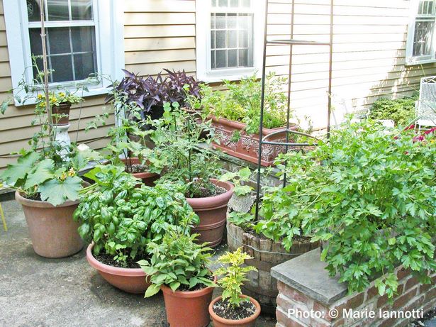 ideas-for-container-gardening-vegetables-82_14 Идеи за контейнер градинарство зеленчуци