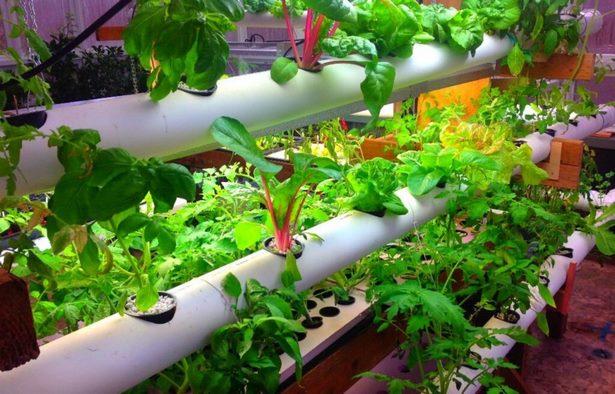ideas-for-container-gardening-vegetables-82_15 Идеи за контейнер градинарство зеленчуци
