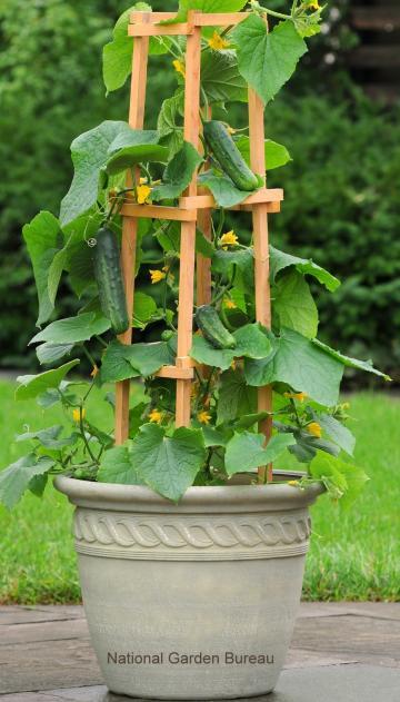 ideas-for-container-gardening-vegetables-82_17 Идеи за контейнер градинарство зеленчуци