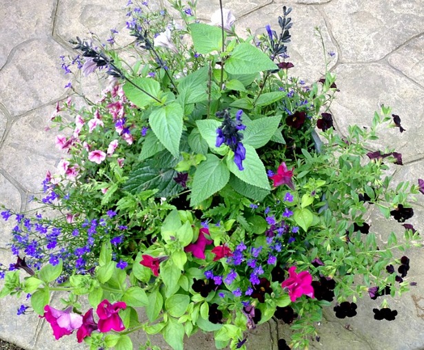 ideas-for-flower-pots-in-full-sun-06_6 Идеи за саксии за цветя в пълно слънце