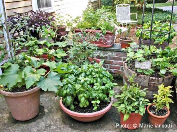 ideas-for-planting-container-gardens-41_9 Идеи за засаждане на контейнерни градини