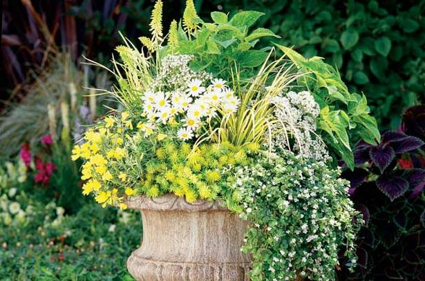 ideas-for-planting-flowers-in-urns-07_14 Идеи за засаждане на цветя в урни