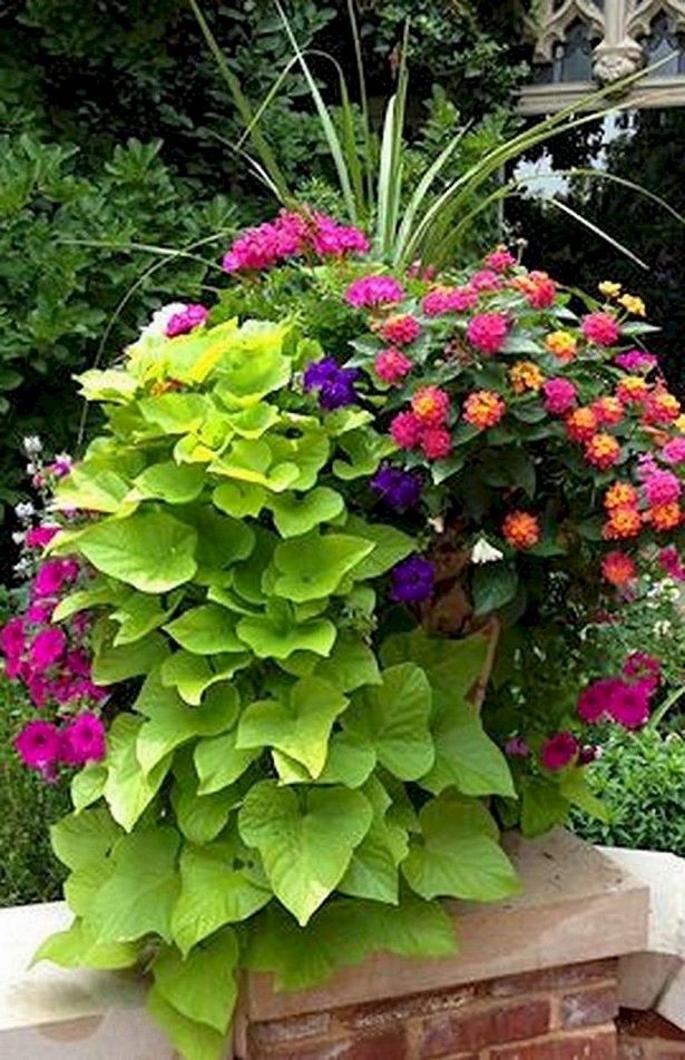 ideas-for-summer-container-plants-12_13 Идеи за летни контейнерни растения