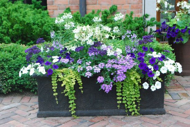 ideas-for-summer-container-plants-12_5 Идеи за летни контейнерни растения
