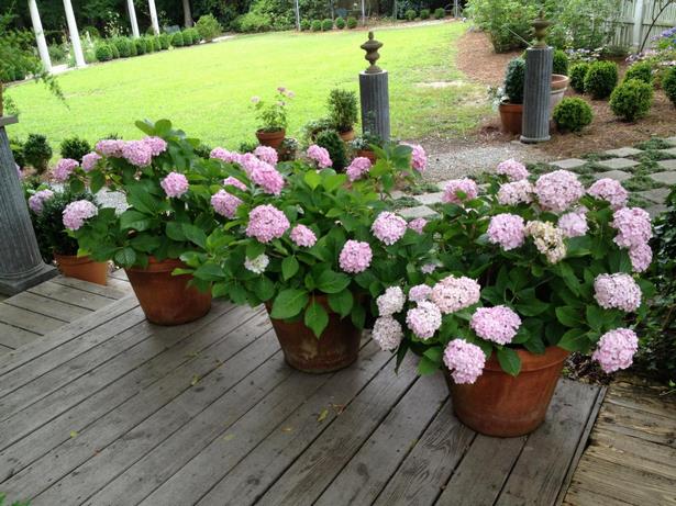 large-outdoor-potted-plant-ideas-21 Големи външни саксийни идеи за растения