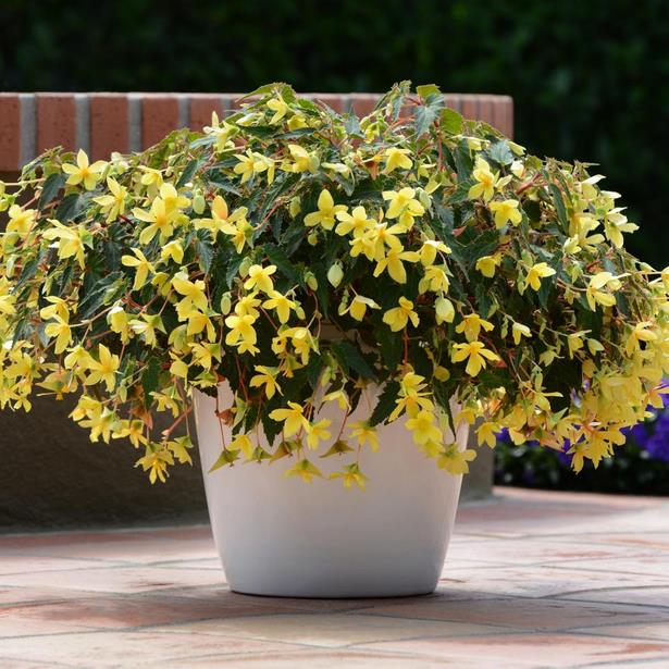 outdoor-annual-flower-pot-arrangements-73 Открит годишен саксия аранжировки