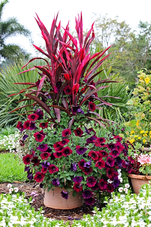 outdoor-annual-flower-pot-arrangements-73_12 Открит годишен саксия аранжировки
