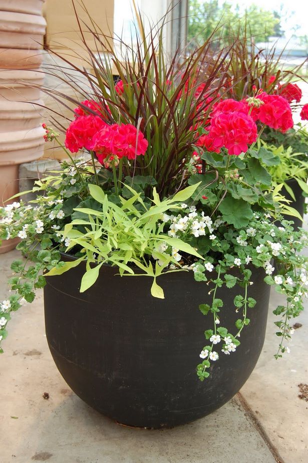 outdoor-annual-flower-pot-arrangements-73_13 Открит годишен саксия аранжировки