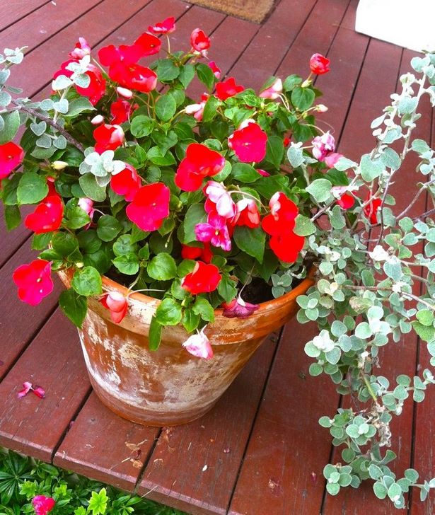 outdoor-annual-flower-pot-arrangements-73_14 Открит годишен саксия аранжировки