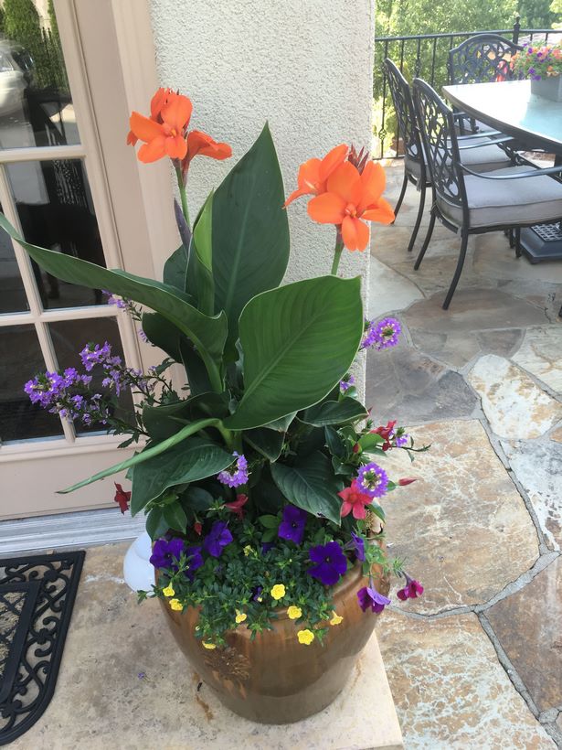 outdoor-annual-flower-pot-arrangements-73_18 Открит годишен саксия аранжировки