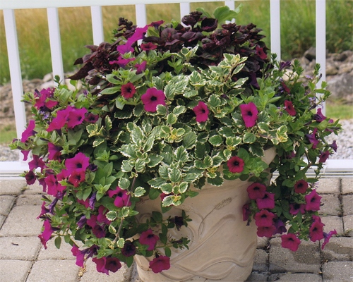 outdoor-annual-flower-pot-arrangements-73_19 Открит годишен саксия аранжировки