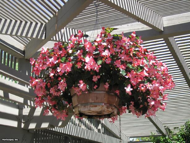 outdoor-flower-container-arrangements-19 Открит цвете контейнер договорености