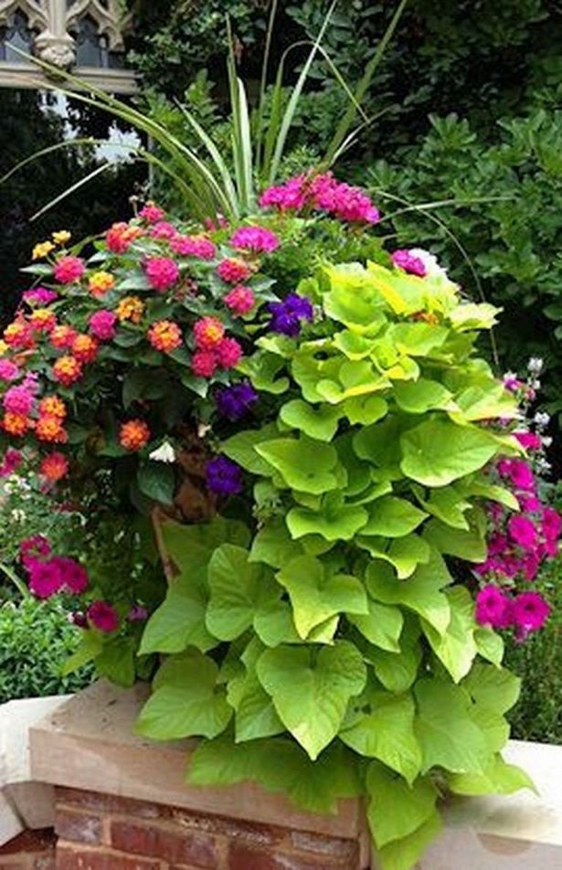 outdoor-flower-ideas-for-containers-75_4 Идеи за цветя на открито за контейнери
