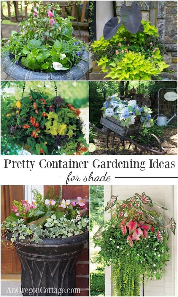 outdoor-flower-ideas-for-containers-75_9 Идеи за цветя на открито за контейнери