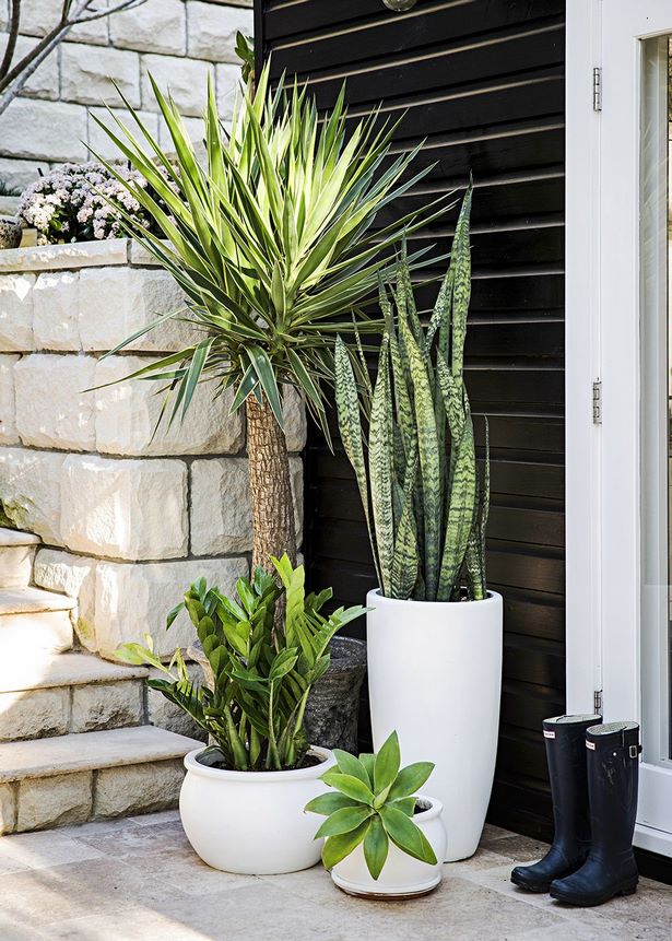 outdoor-patio-plant-ideas-30 Открит вътрешен двор растения идеи