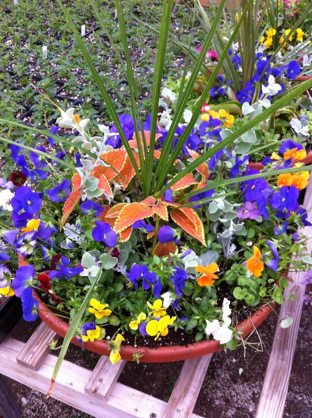 outdoor-potted-flower-arrangement-ideas-02_18 Открит саксийни идеи за цветя