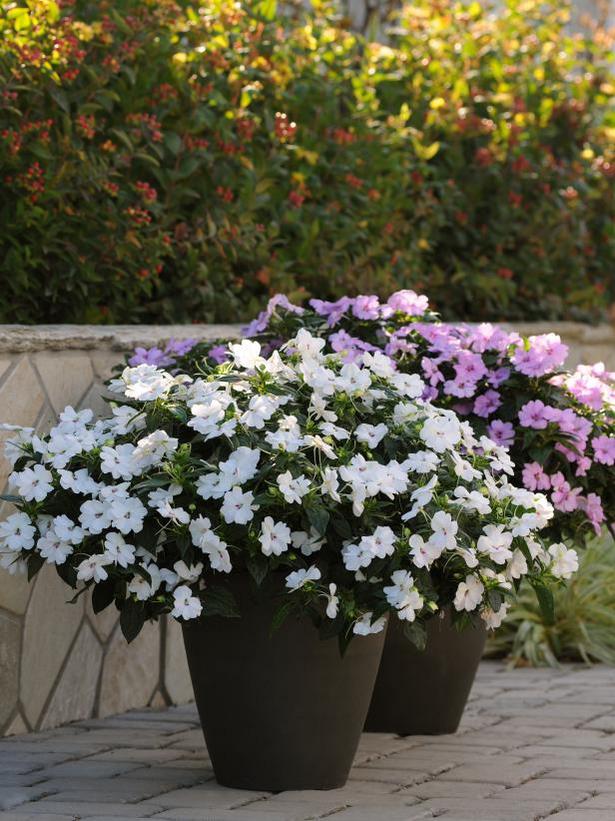 outdoor-potted-flowers-92 Открито саксийни цветя