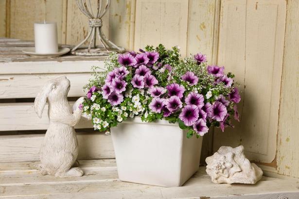 outdoor-potted-flowers-92_2 Открито саксийни цветя