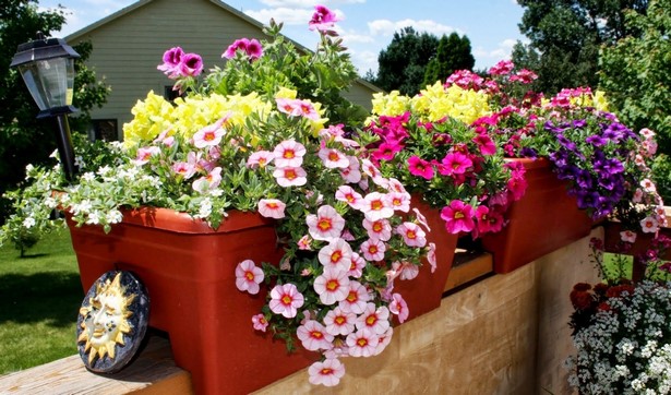 outdoor-potted-flowers-92_4 Открито саксийни цветя