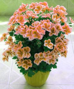 outdoor-potted-flowers-92_7 Открито саксийни цветя