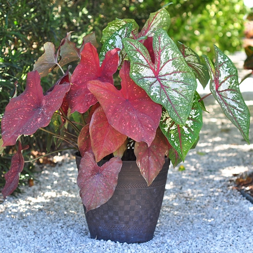 outdoor-potted-plant-design-ideas-27_17 Открит саксийни идеи за дизайн на растенията