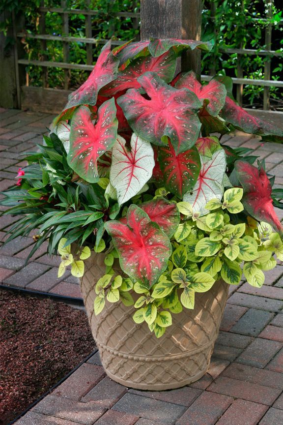 outdoor-potted-plant-designs-67_15 Открит саксийни растения дизайни