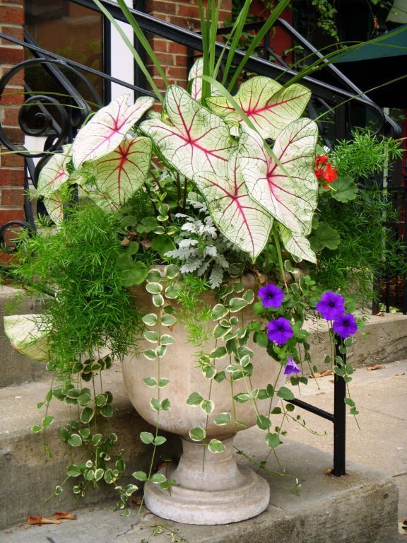 outside-potted-flowers-ideas-20_18 Извън саксийни цветя Идеи
