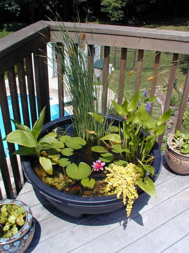 patio-pots-with-plants-46_15 Вътрешен двор саксии с растения