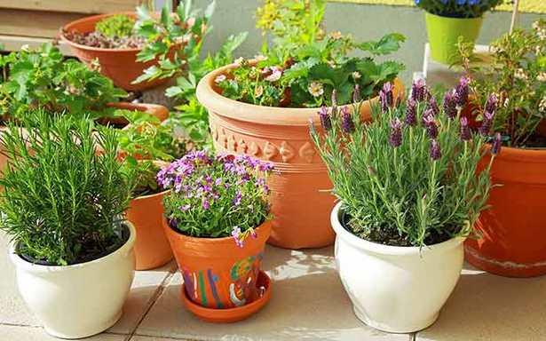 patio-pots-with-plants-46_7 Вътрешен двор саксии с растения