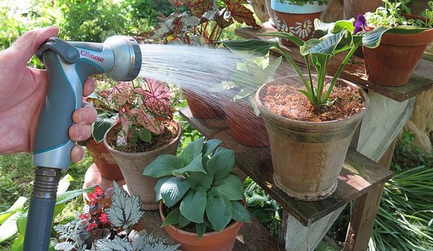 pictures-of-potted-plants-for-outdoors-48_15 Снимки на саксийни растения за открито