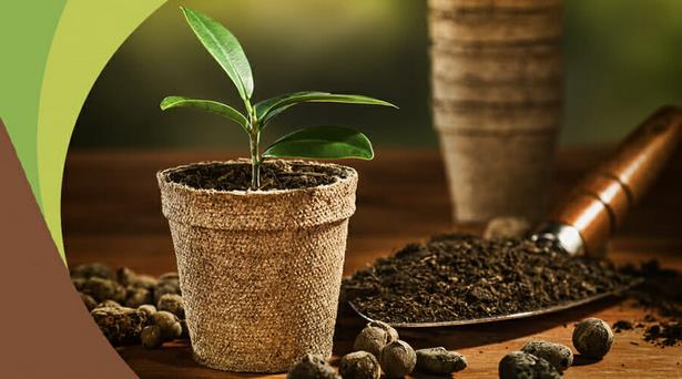 planting-plants-in-pots-80 Засаждане на растения в саксии