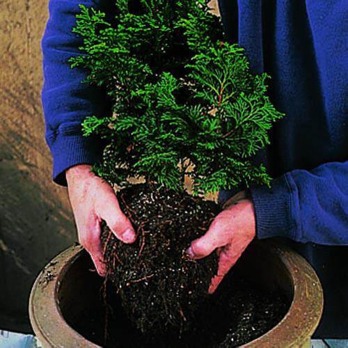 planting-plants-in-pots-80_12 Засаждане на растения в саксии