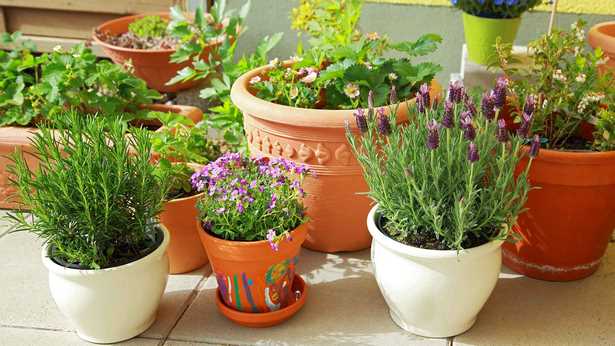 planting-plants-in-pots-80_3 Засаждане на растения в саксии