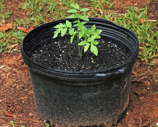 planting-plants-in-pots-80_5 Засаждане на растения в саксии