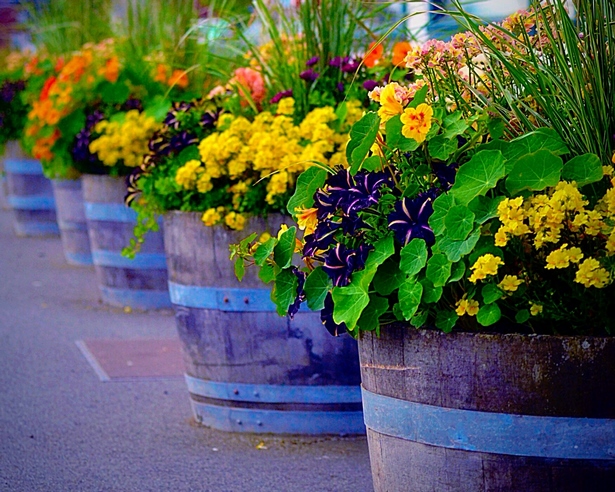 potted-container-gardens-43_15 Саксийни контейнери градини