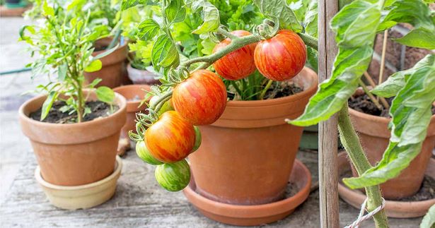 potted-container-gardens-43_16 Саксийни контейнери градини