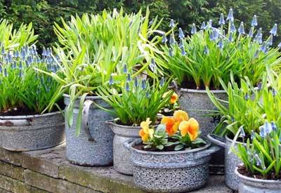 potted-container-gardens-43_6 Саксийни контейнери градини