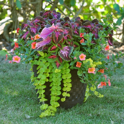 potted-plant-ideas-for-full-sun-59_4 Идеи за саксийни растения за пълно слънце