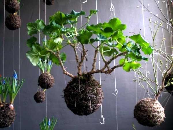 potted-plants-design-ideas-52 Саксийни растения дизайнерски идеи