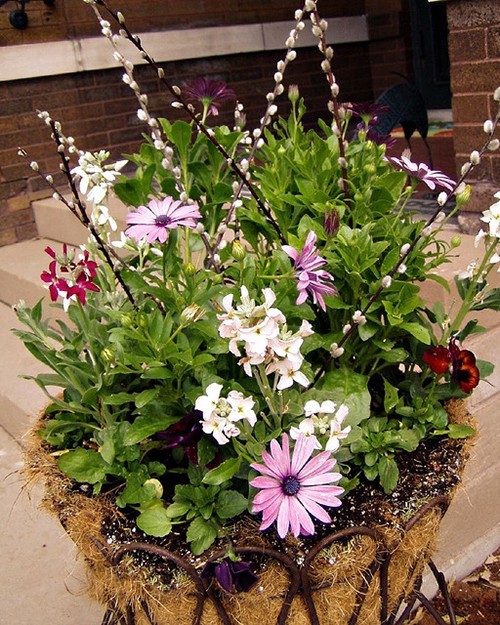 potted-spring-flowers-ideas-61_10 Саксийни пролетни цветя Идеи