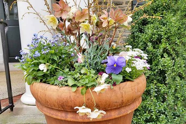 potted-spring-flowers-ideas-61_8 Саксийни пролетни цветя Идеи