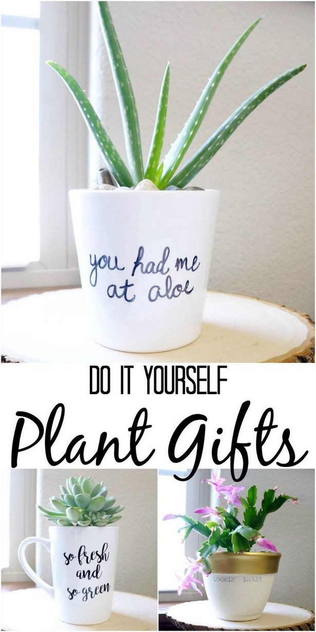 pretty-potted-plant-ideas-85_6 Доста саксийни идеи за растения