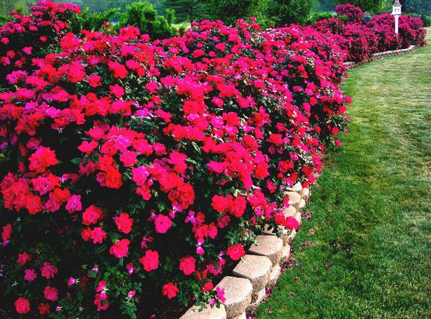 small-front-yard-flower-garden-77_10 Малък преден двор цветна градина