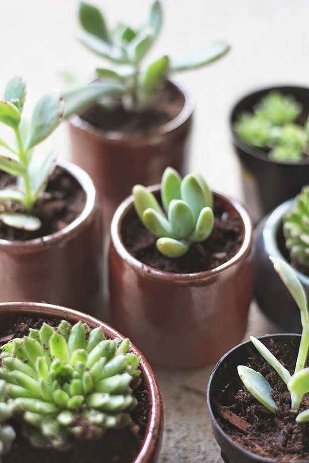 small-pot-plant-ideas-01_5 Малки саксии растителни идеи
