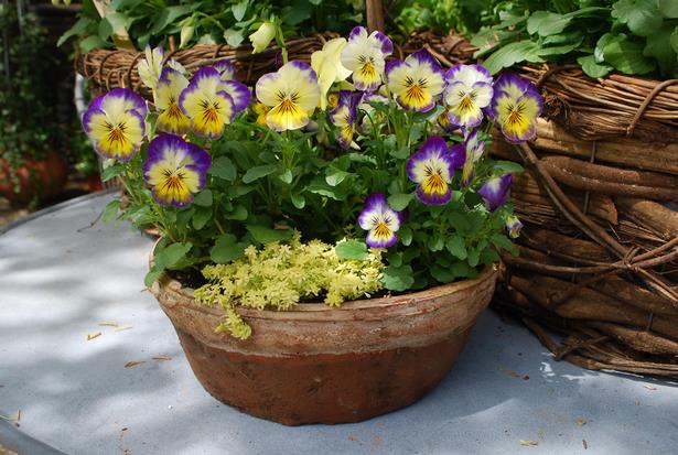 spring-outdoor-planter-ideas-94_7 Пролет открит плантатор идеи