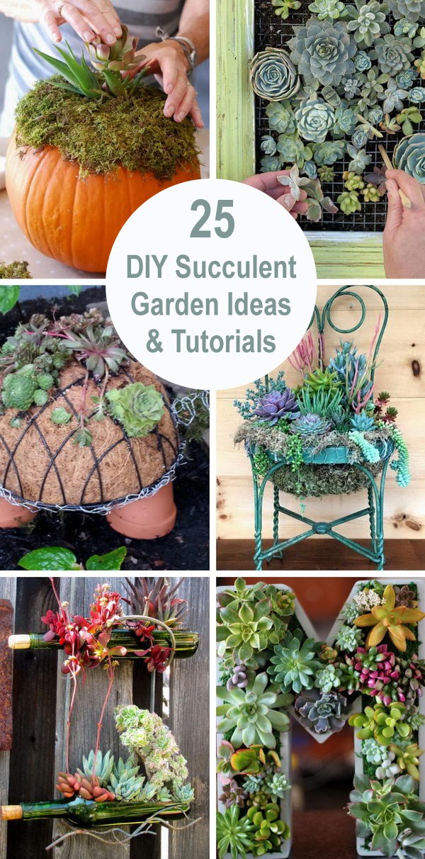 succulent-garden-ideas-16_18 Сочни градински идеи
