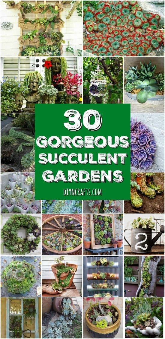 succulent-garden-ideas-16_2 Сочни градински идеи