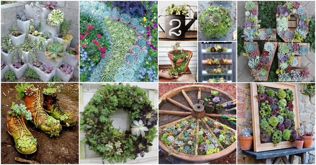 succulent-garden-ideas-16_3 Сочни градински идеи
