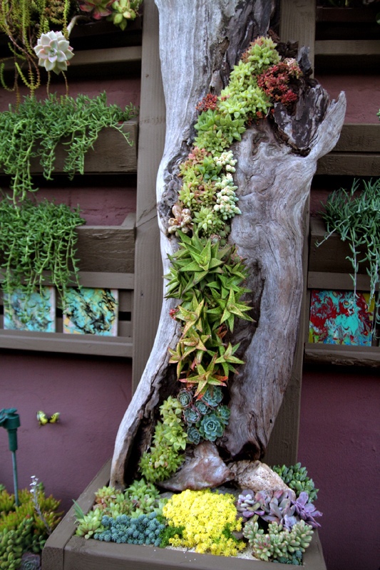 succulent-garden-ideas-16_6 Сочни градински идеи